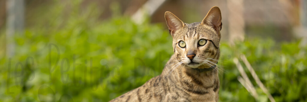 chat en exterieur