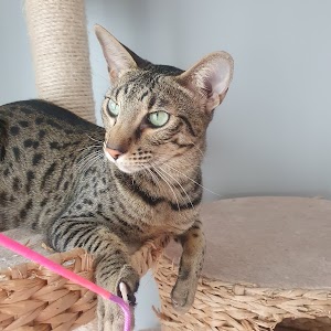 Les félins de Terenga, éleveur de chat Savannah place picture