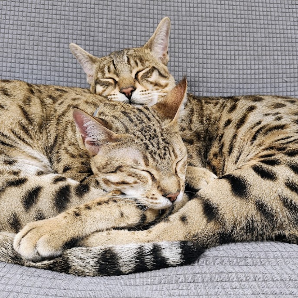 IMG_20240915_224347679_AE