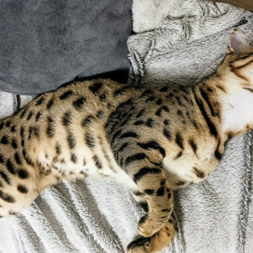 IMG_20241128_213606~2