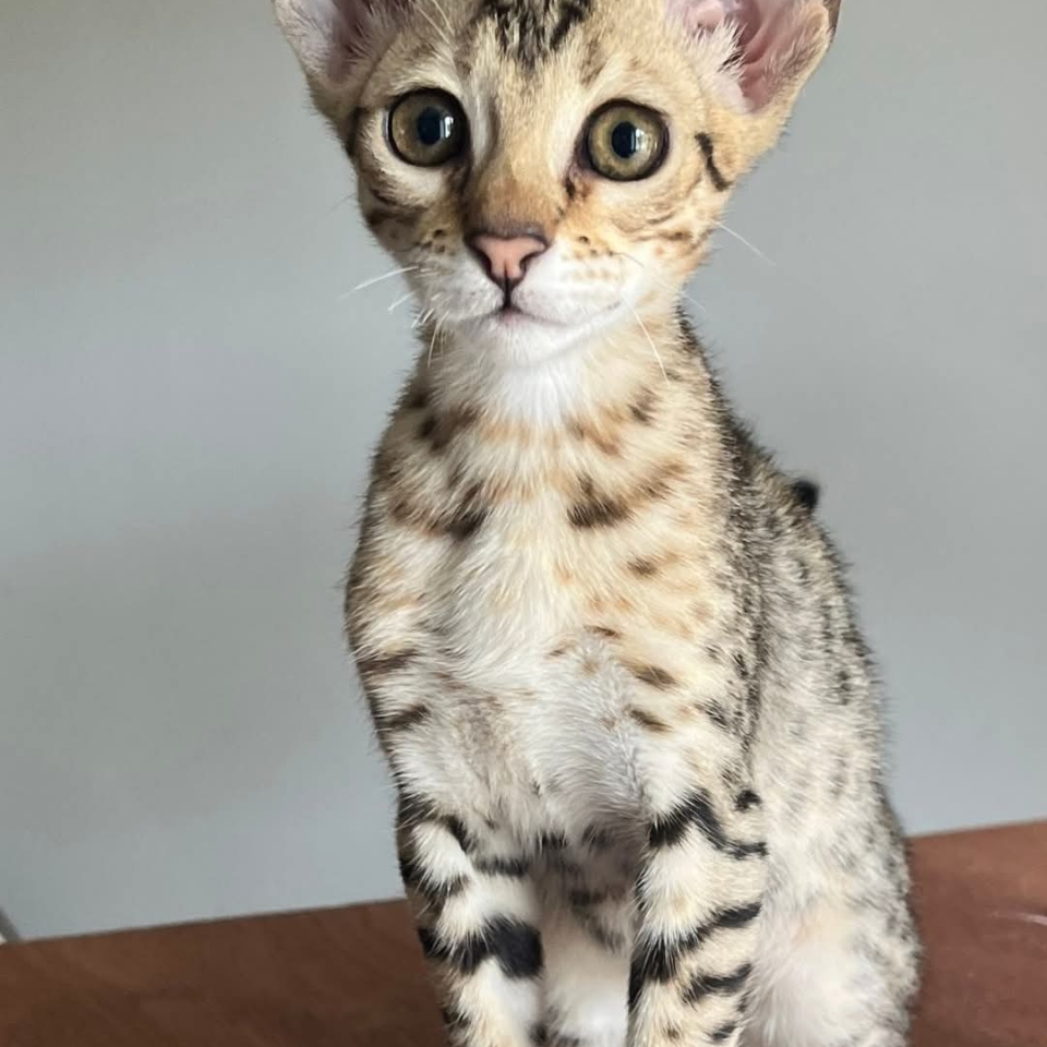 FB_IMG_1748858312027