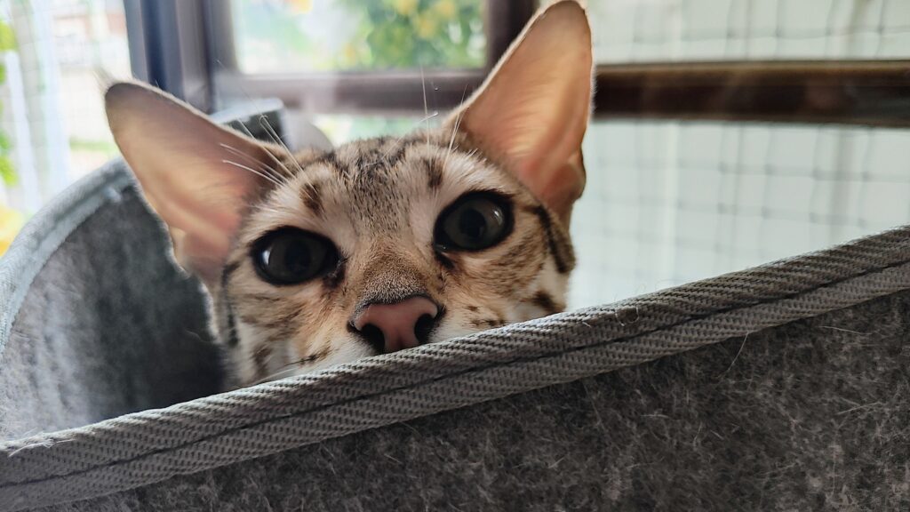 IMG_20250720_165106922_HDR_AE