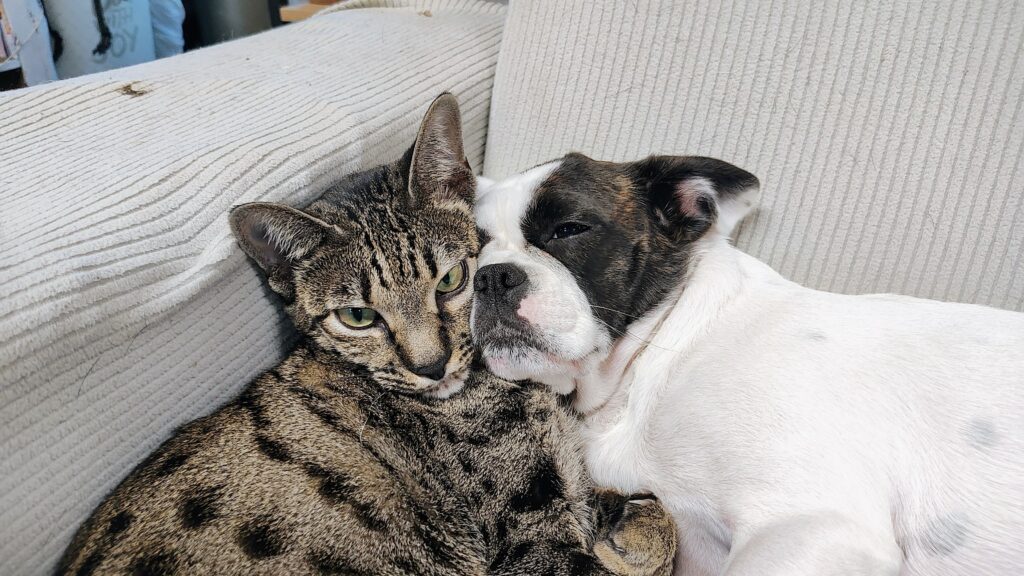 IMG_20250817_200923068_AE