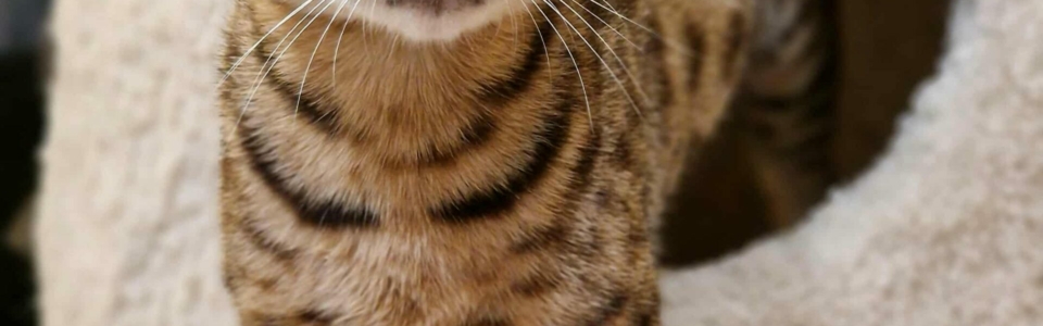 Messenger_creation_15B047A3-6251-48FD-9452-182F7DA722B4