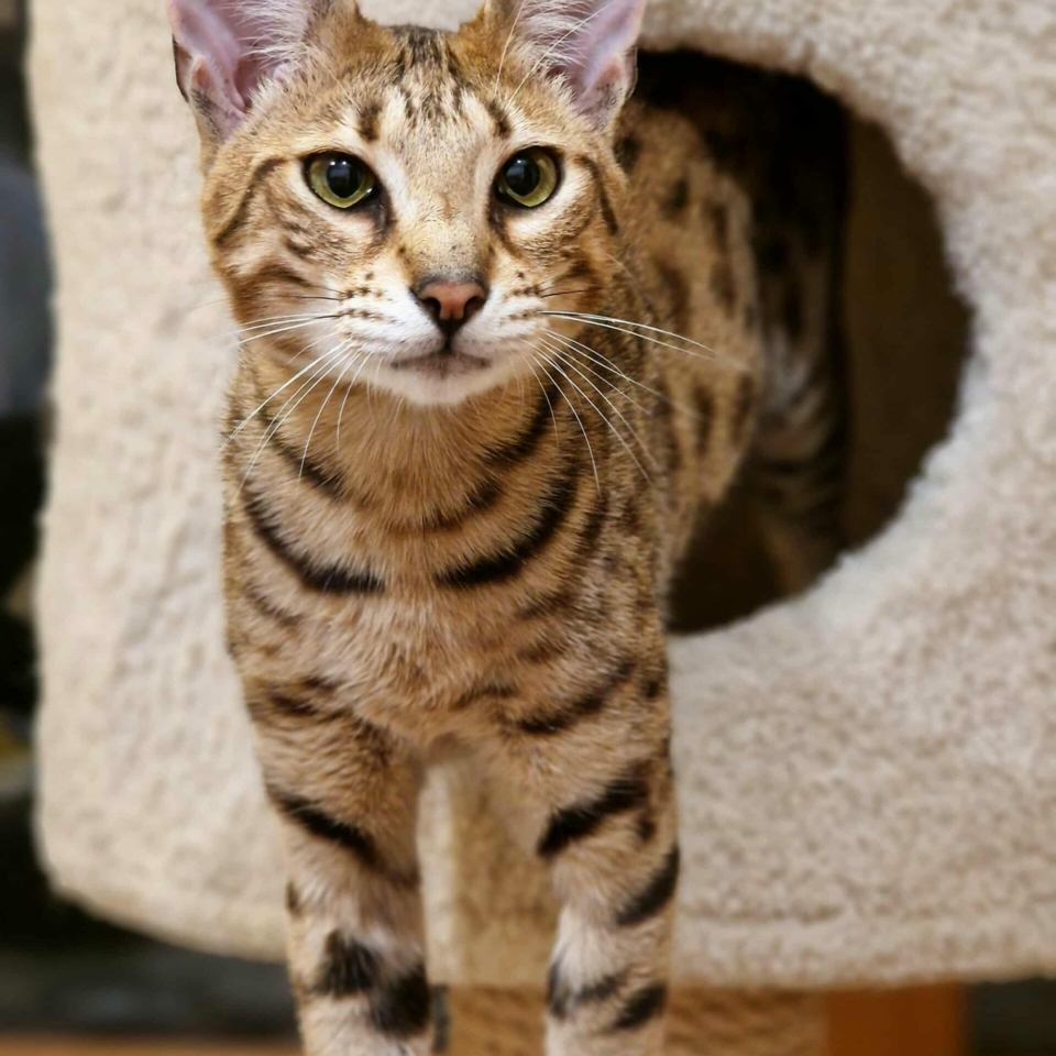 Messenger_creation_15B047A3-6251-48FD-9452-182F7DA722B4