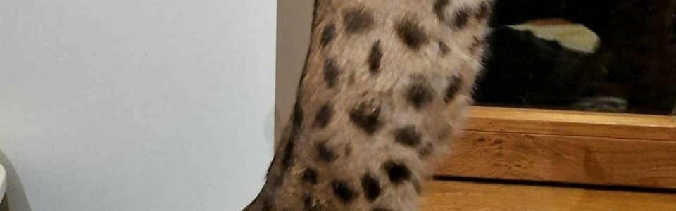 Messenger_creation_6EE97A92-249C-4369-85A5-FA12DD9973EC