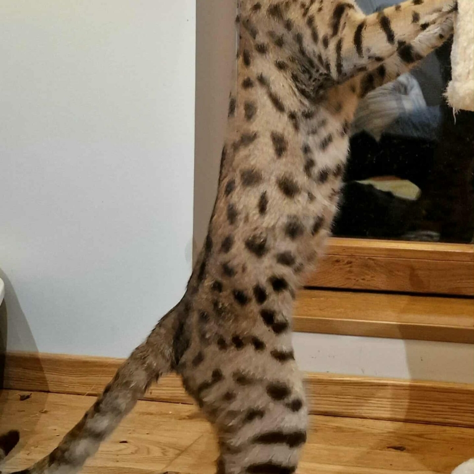 Messenger_creation_6EE97A92-249C-4369-85A5-FA12DD9973EC