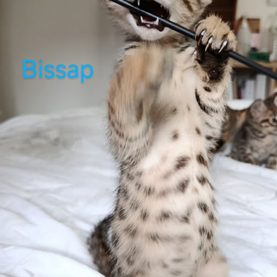Bissap1
