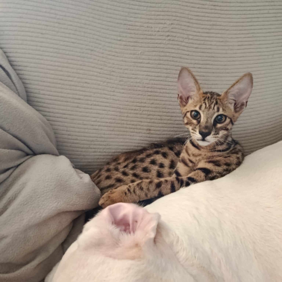 Chaton savannah Les Felins de Terenga