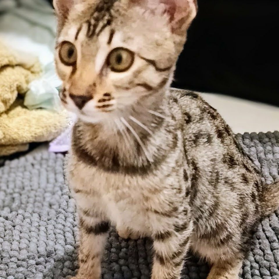 Bintu1