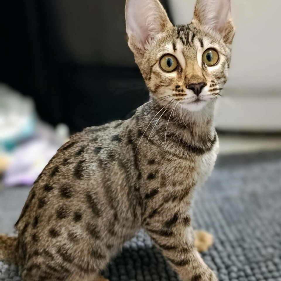 Bintu2