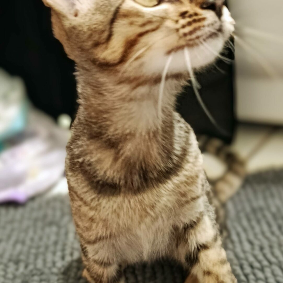 Bintu3