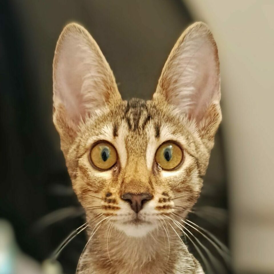 Bintu4